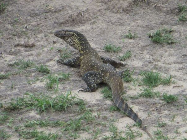 African Lizard