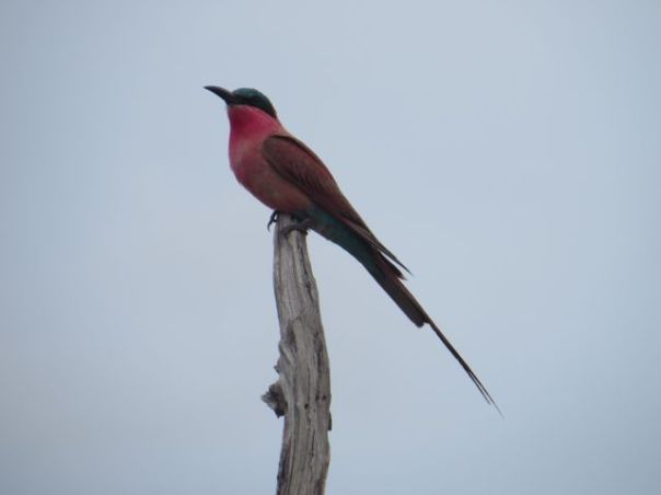 Ummm...I should know this