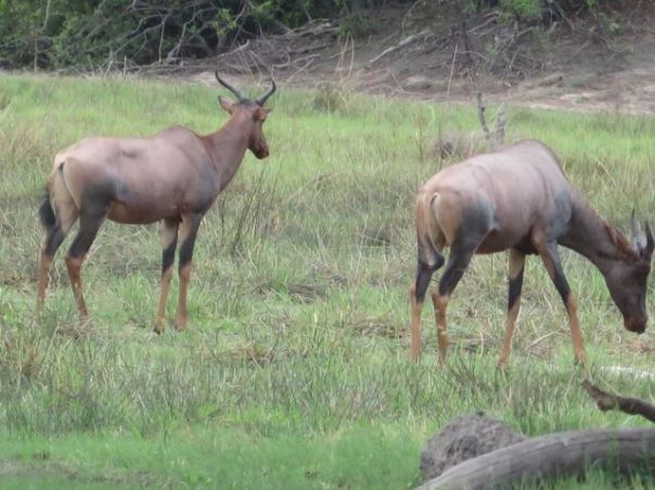 Where the deer and the antelope run free....