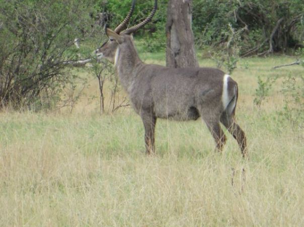 Waterbok