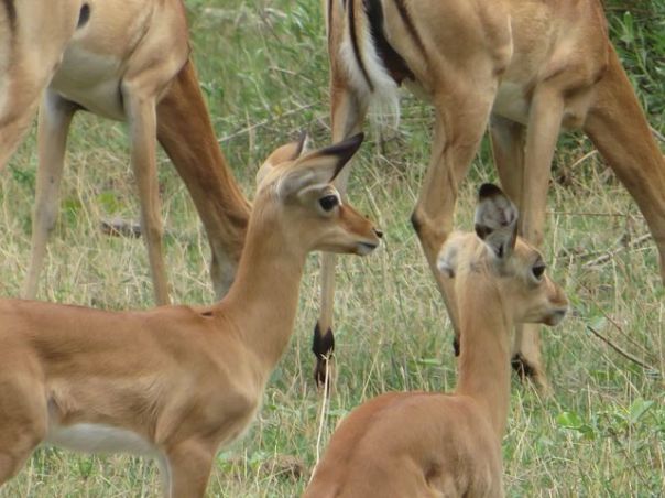 Impala, the McDonald's of the Bush