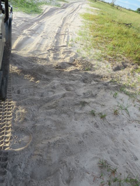 Stopping to check tracks in the sand