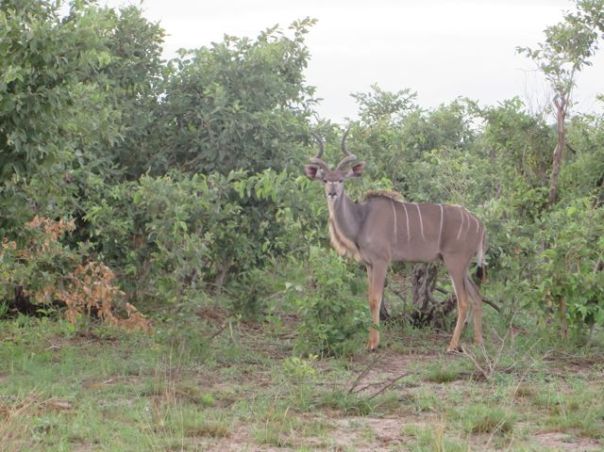 Kudu