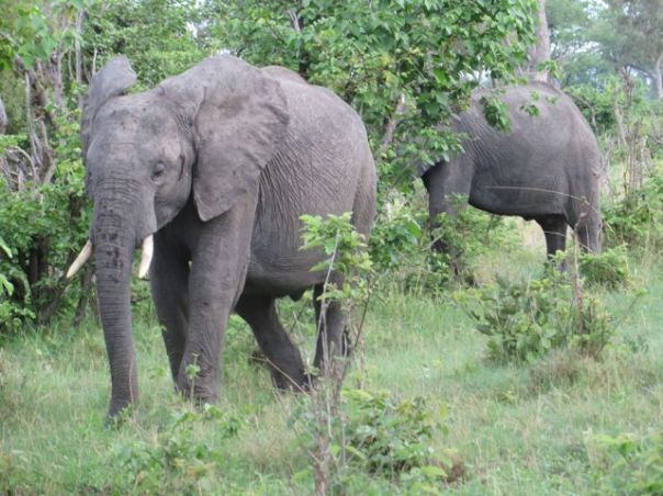 My first elephant sighting!  Tears of joy!