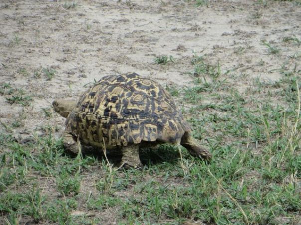 A young tortoise