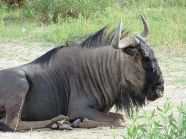 Wildebeest!!