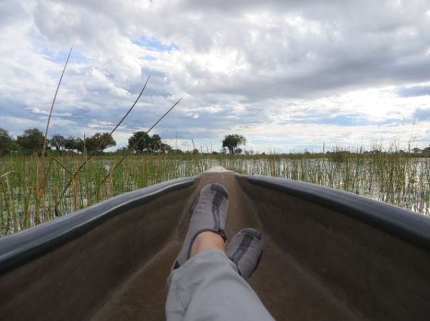 Through the lilipads