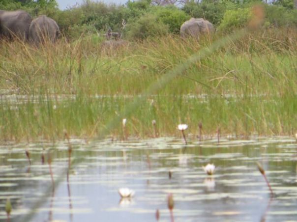 Elephants in the distance