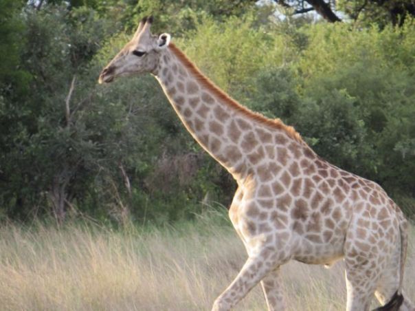 LIghter coated giraffe