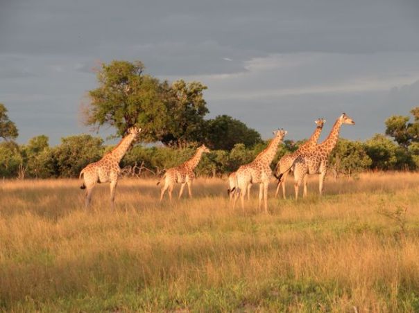 The sun casting golden colors