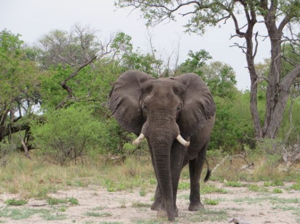 Lone Bull Elephant. They travel solo once they are 10-15 yrs old.