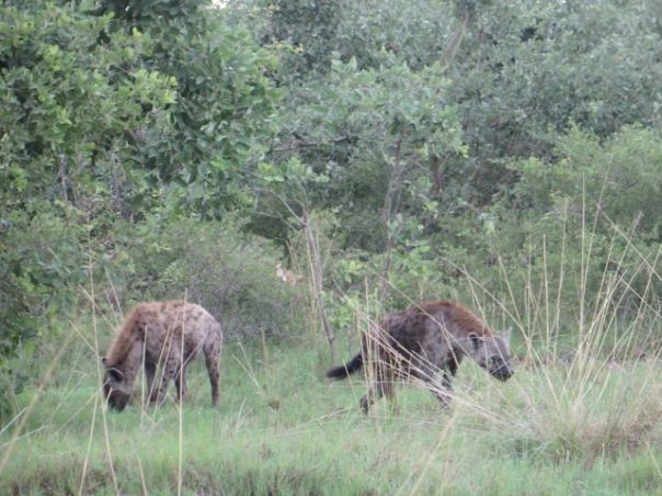 Hyena - they smell a kill.