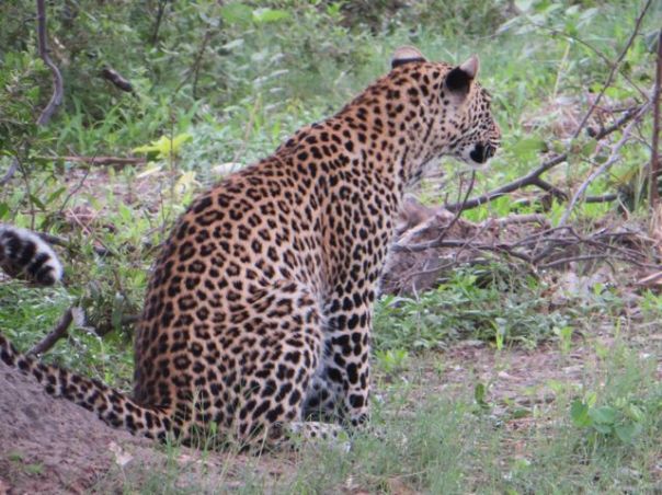 This young leopard and her mom killed a Kudu