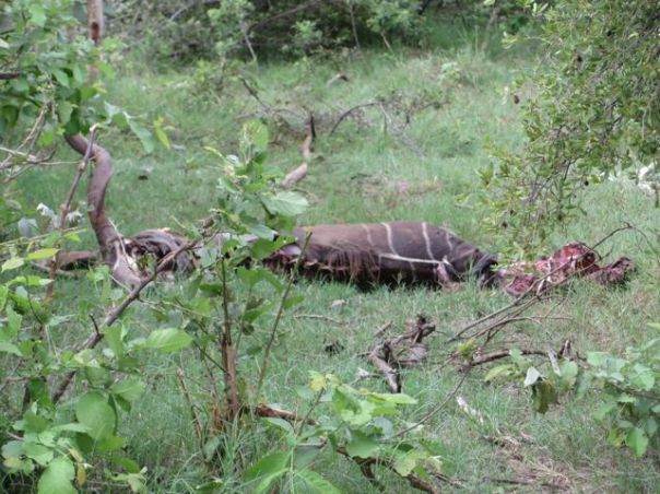 Kudu killled by leopards