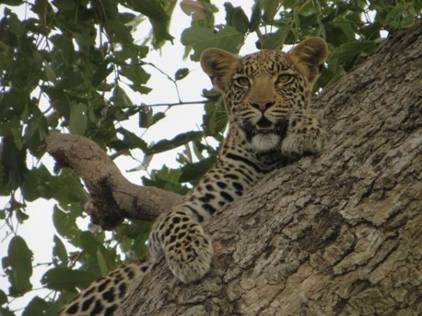 And all she an do is watch