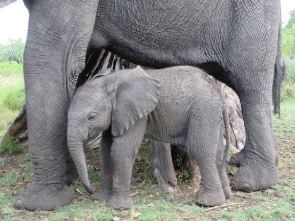 Baby Nalady and mom Sharini