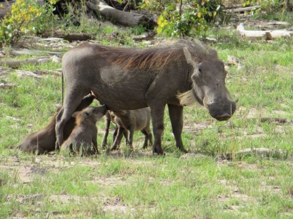 Warthogs with babies!  So ugly they're cute!!
