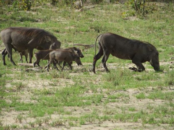 Warthogs get down on their knees and eat - it's easier