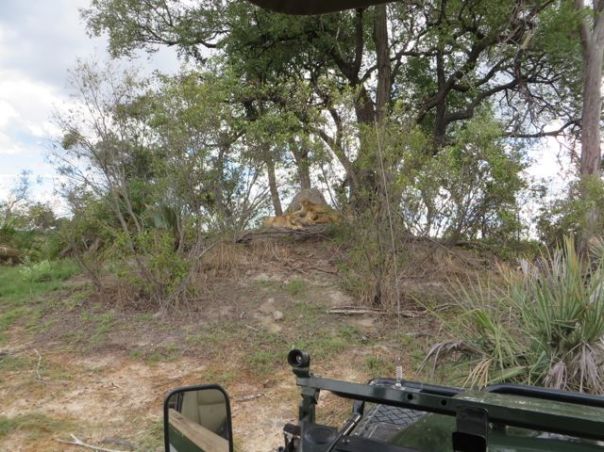 I know I zoomed in, but this is actually how far they are. Not very far!!