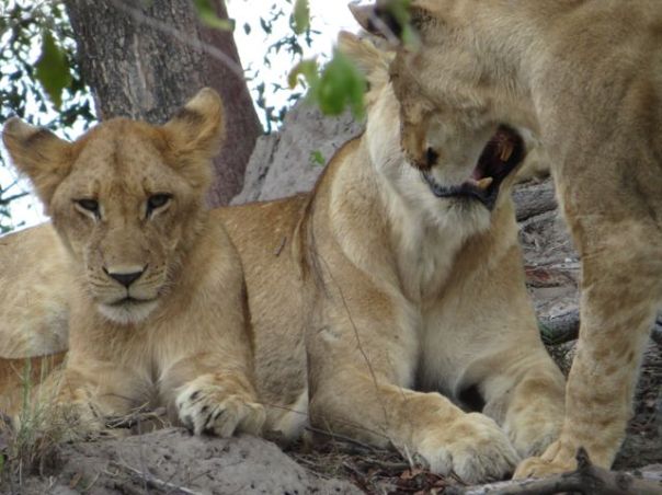 They had been resting in the heat of the day