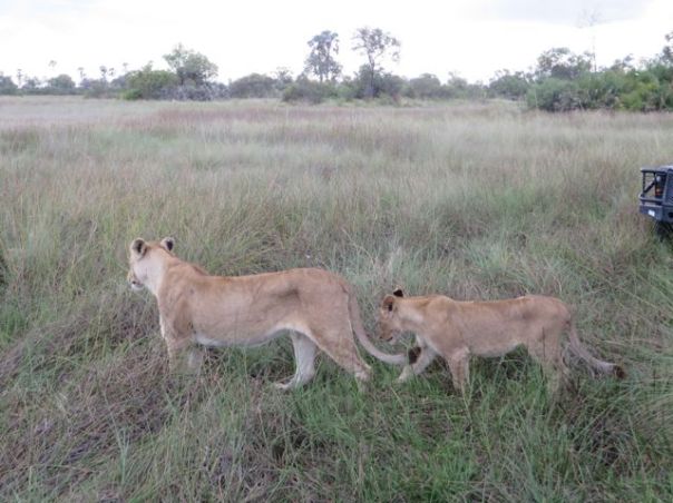 Venturing out into the tall grass