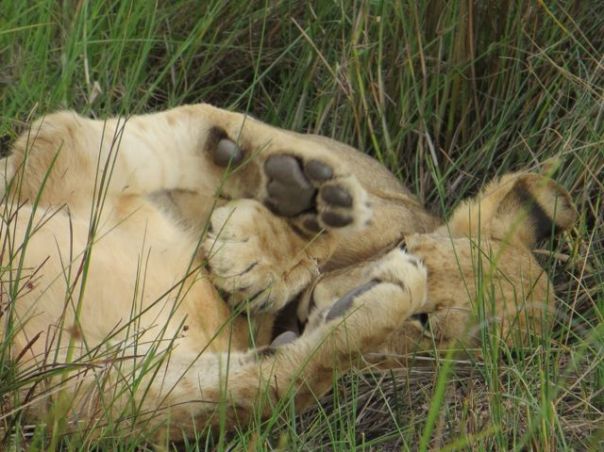 Now those are PAWS!!