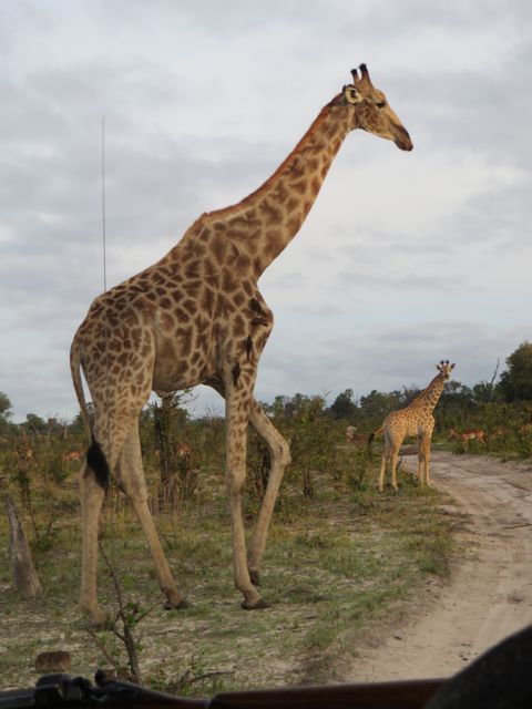 Have you seen how elegant a giraffe is when it walks?