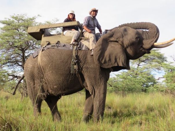 When she puts her trunk back, she wants treats...and she usually gets them.