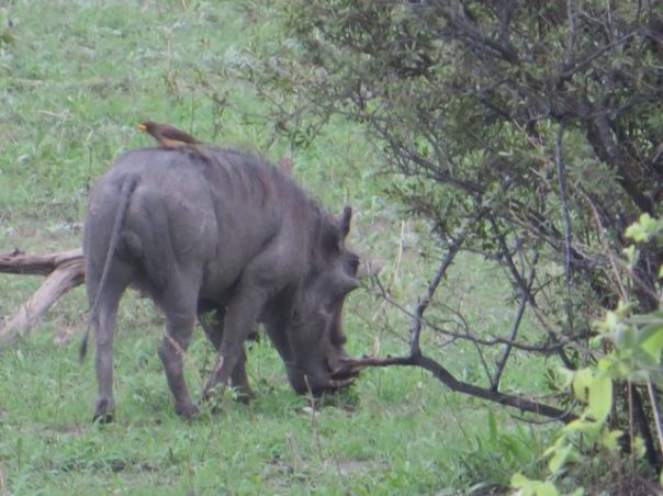 Pumba's cousin