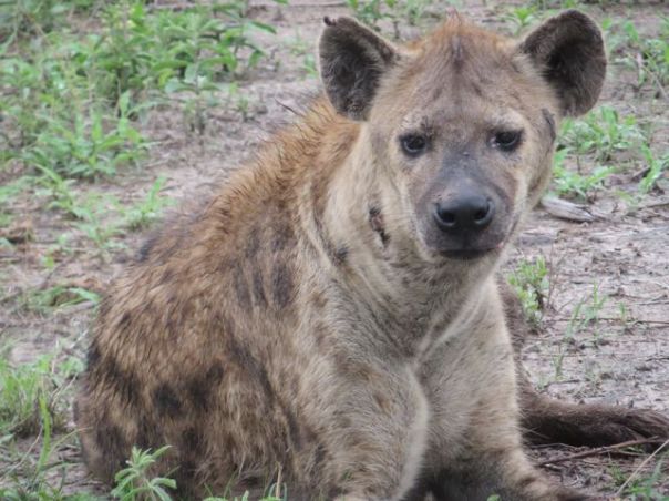Hyena
