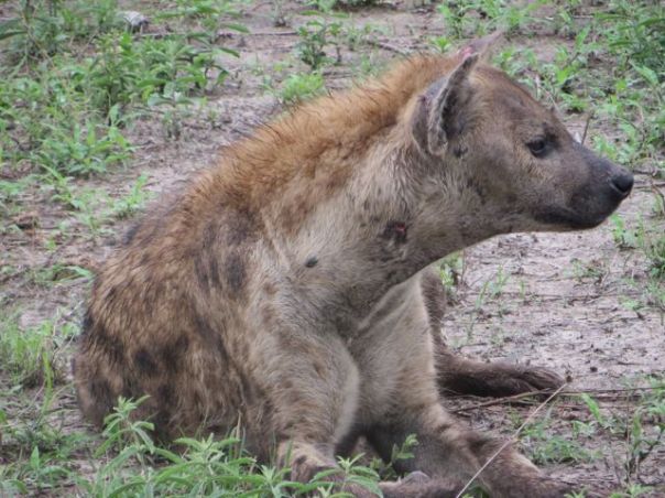 Hyena