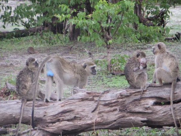 I love this - These are blue-balled monkeys!!!