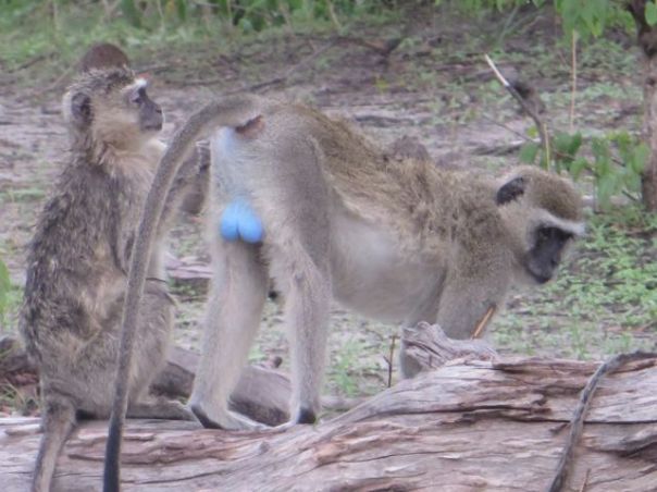 Just in case you wanted a close up!