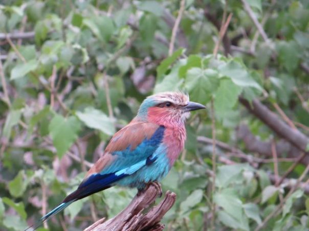 Lilac Breasted Roller