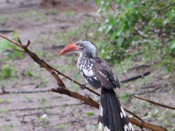 Red billed Hornbill