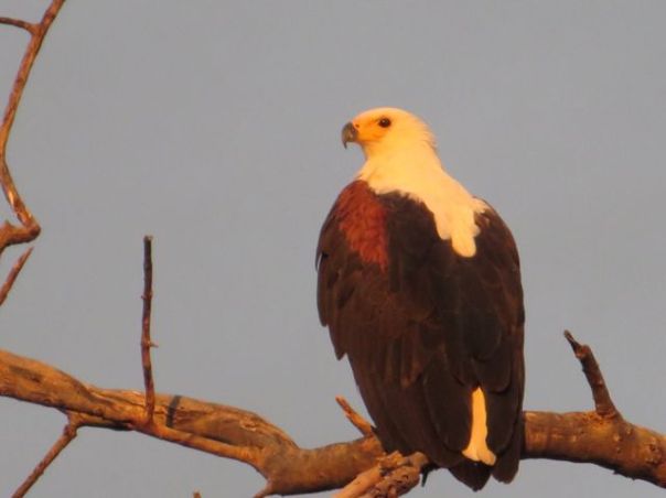 African Fish Eagle