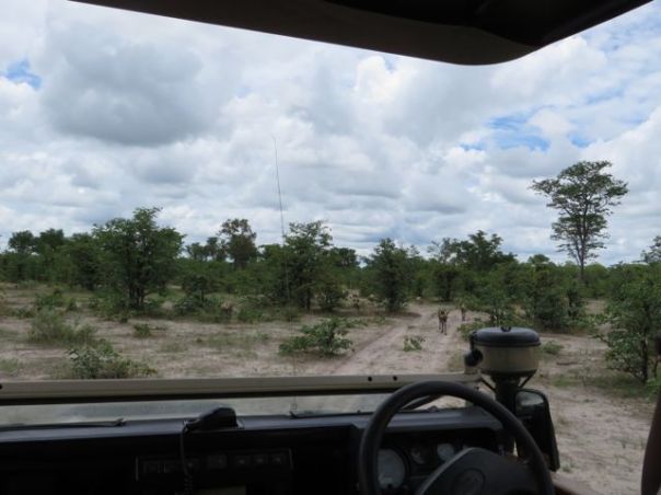 Following the wild dogs!