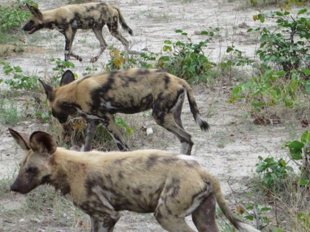 Wild dogs!!  They cannot be related to Maggie.  No way.
