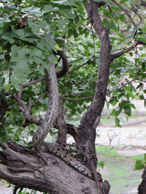 OMG!! I would never have spotted that!  My guide is awesome!!