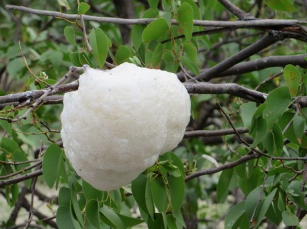 This is a frog cocoon - ok, I'm drinking....but it is....