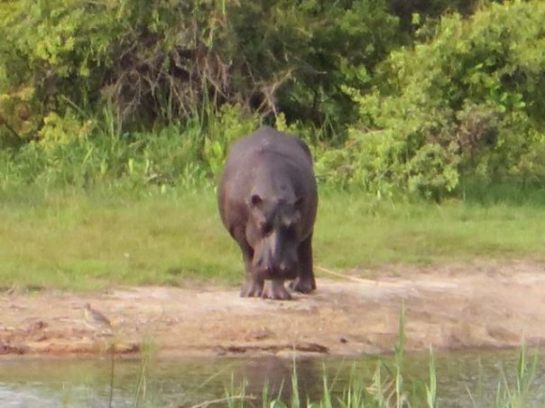 Not often you see a hippo out of water!
