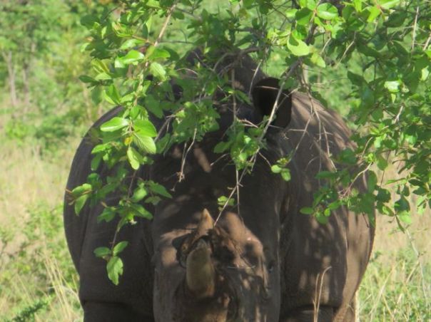 White Rhino - EN'ORMOUS!!!