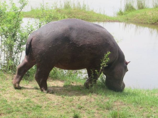 Resident hippo out of water again.