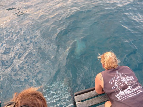 Cindy calling to Albert - see him just under the water coming up?