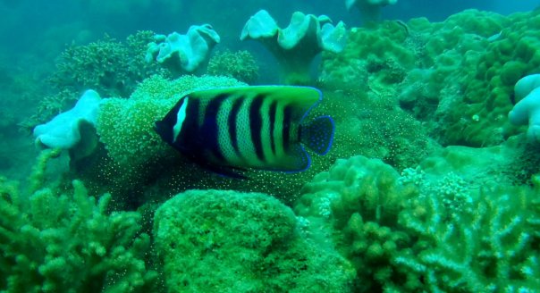 Too cool for school....he's on his own.