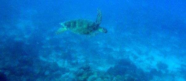 I spotted him!!  So elegant swimming through the sea.