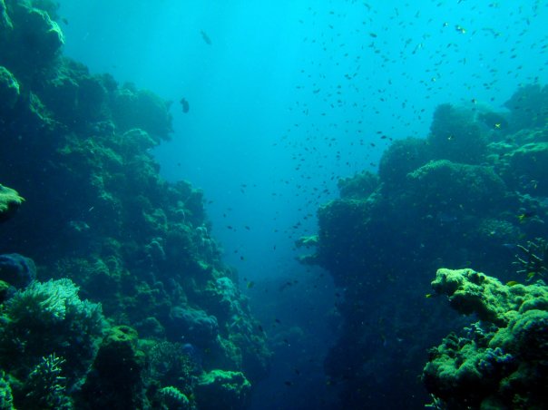 The reef wall is like scaling mountains but being weightless.