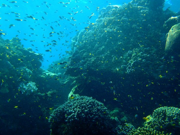 I'd like to be....under the sea...