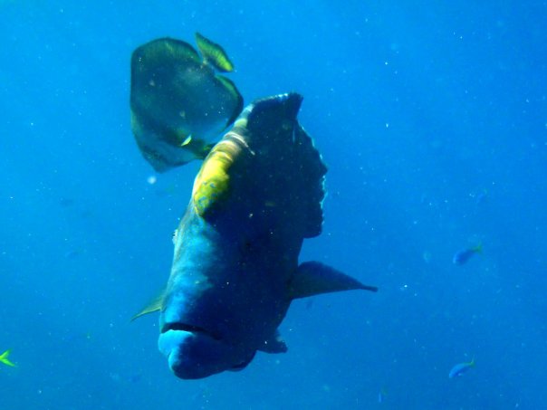 This is Albert!  He's so cool and colorful!