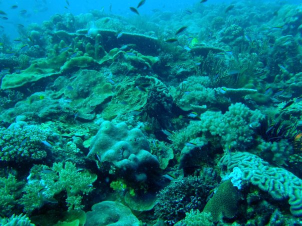 Just about 3 feet above the coral